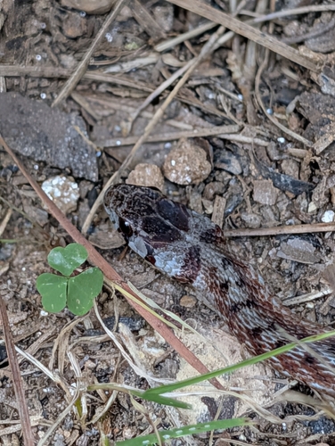 DeKay's Brownsnake