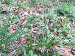 Luzula forsteri