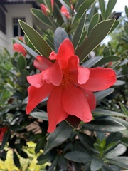 Camellia azalea