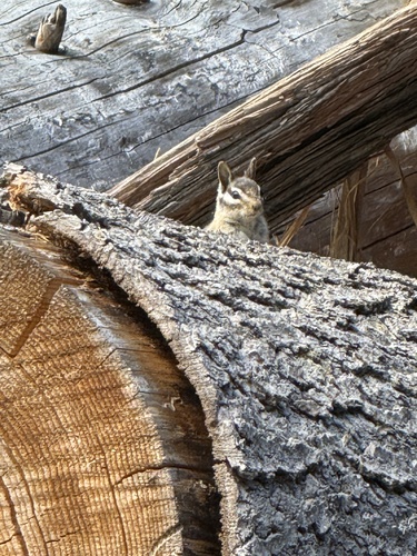 Long-eared Chipmunk observed by eridley1