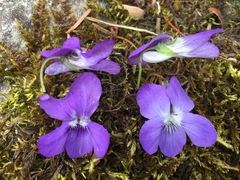Viola reichenbachiana