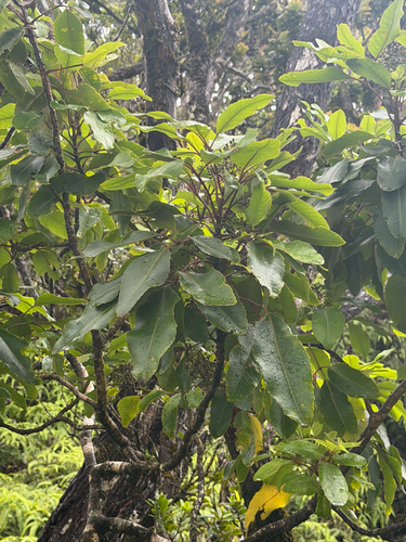 Cheirodendron trigynum observed 2026-06-25