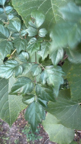 peppervine