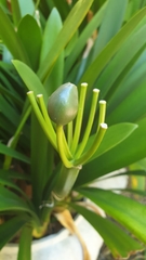 Clivia miniata miniata