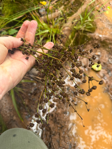 Juncus planifolius observed 2026-06-25