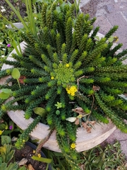 Euphorbia flanaganii