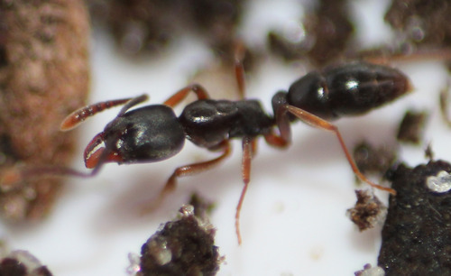 Granulate Crypt Ant