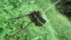 Palpopleura lucia