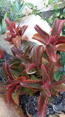 Kalanchoe sexangularis
