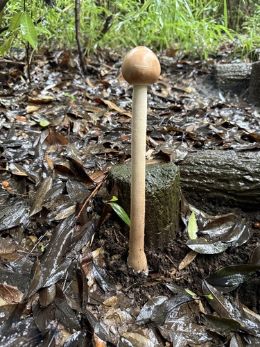 Parasol
