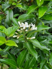Melodinus suaveolens