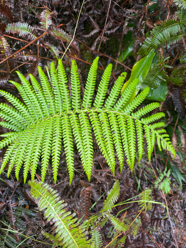 Sadleria pallida observed 2026-06-25