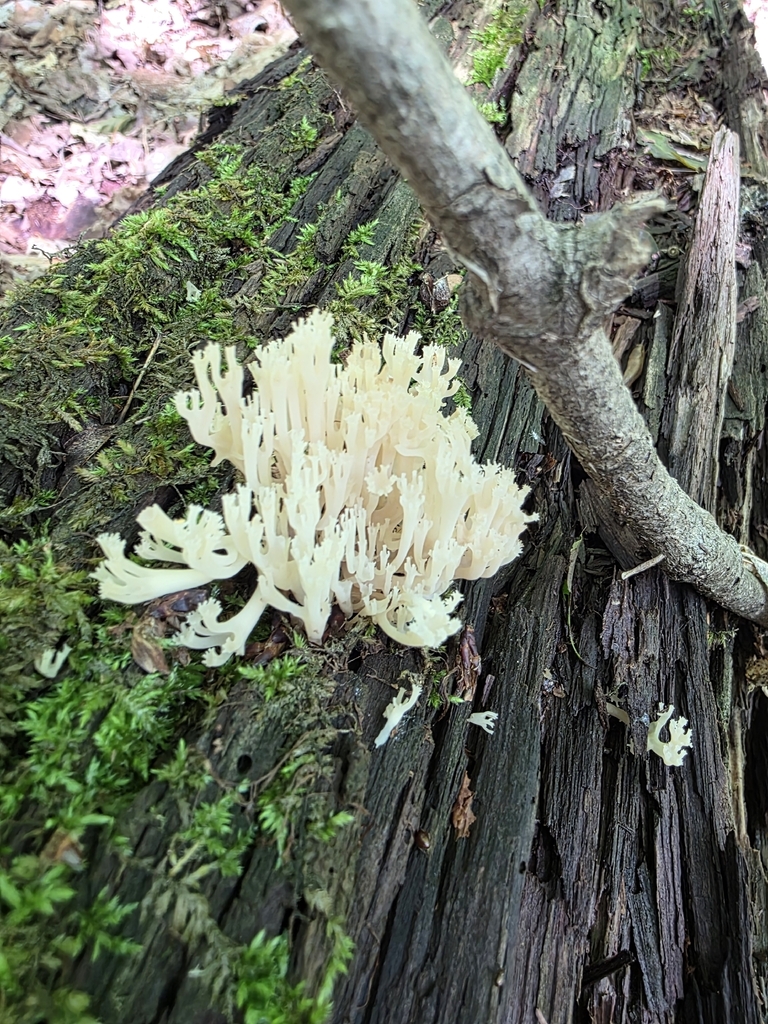crown-tipped coral fungus · June 2026 · photo: Photo: no rights reserved · iNaturalist