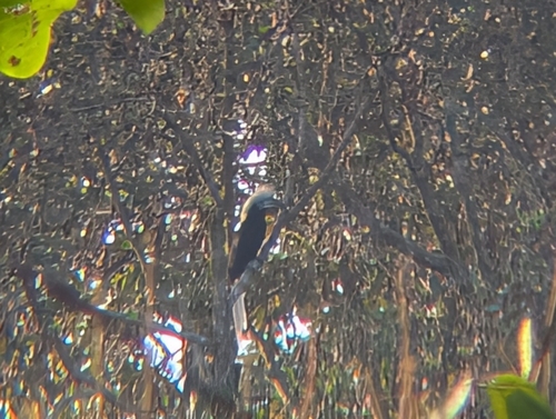 White-crowned Hornbill (Berenicornis comatus), photo 5