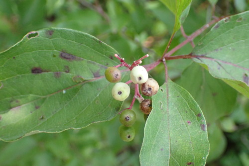 roughleaf dogwood