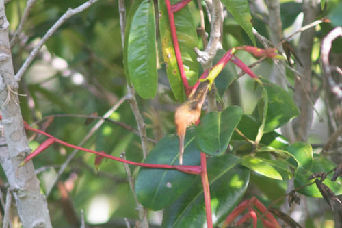 Vriesea procera, photograph 5