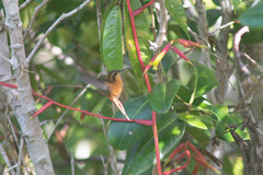 Vriesea procera, photograph (c) B. Phalan, some rights reserved (CC BY)