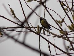 Parus major