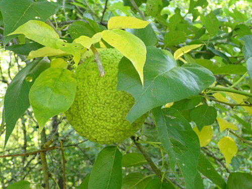 Osage-orange