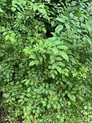 multiflora rose