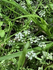 Limnosciadium pumilum