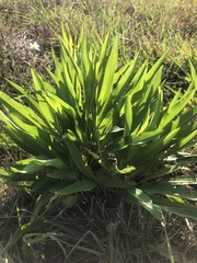 Eryngium yuccifolium