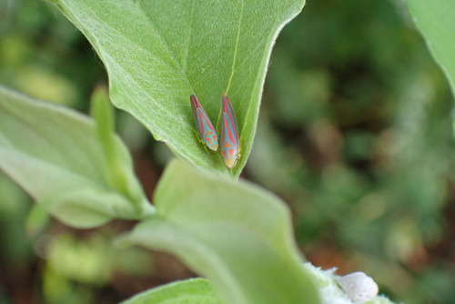 Red-banded Leafhopper