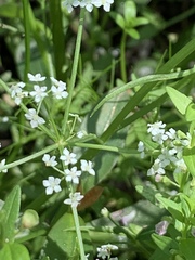 Limnosciadium pumilum