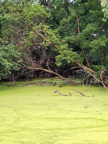 Green Heron