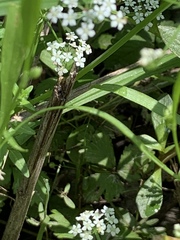 Limnosciadium pumilum