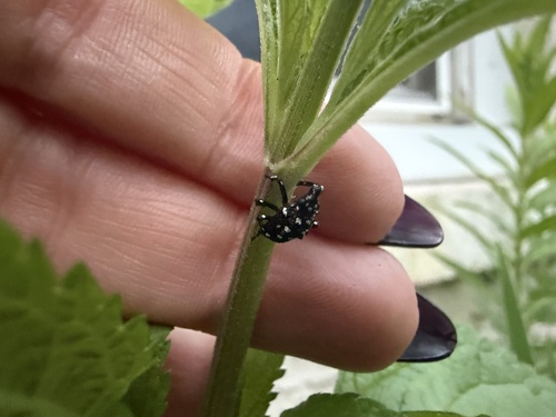 Spotted Lanternfly