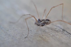 Platybunus pinetorum