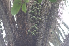 Astrocaryum aculeatum