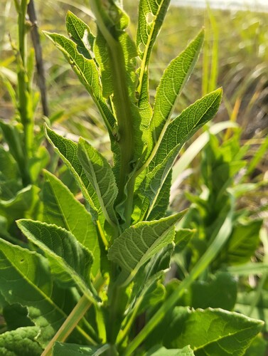 Verbesina microptera, photograph 3