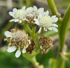Verbesina microptera, photograph (c) Nicole, some rights reserved (CC BY)