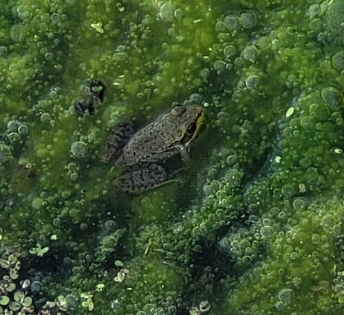 Green Frog