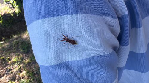 Gorpis brevilineatus