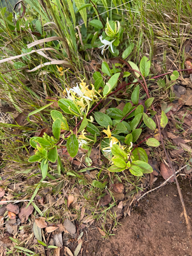 Lonicera japonica observed 2026-06-25