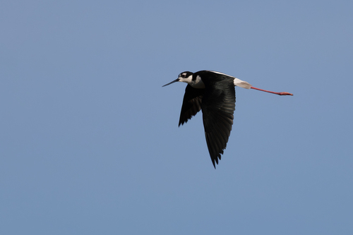 Black-necked Stilt