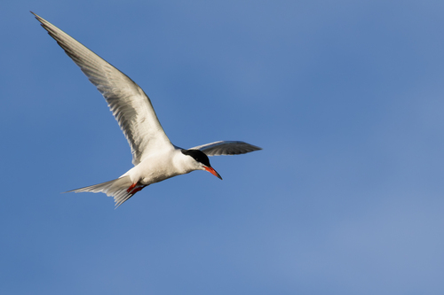Common Tern