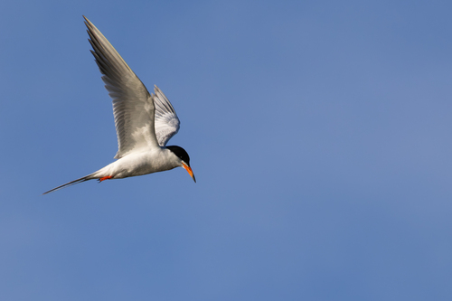Forster's Tern
