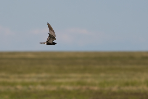 Black Tern