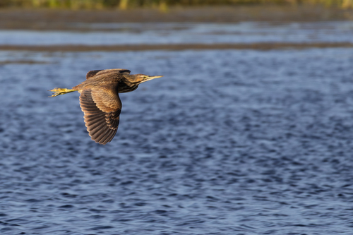 American Bittern