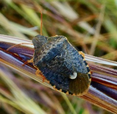 Holcostethus abbreviatus