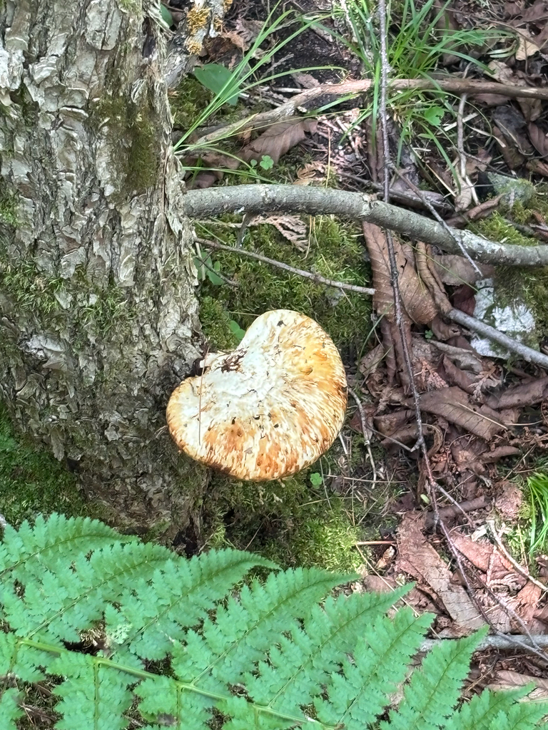 Dryad's Saddle · June 2026 · photo: Photo: (c) Alex Day, some rights reserved (CC BY) · iNaturalist