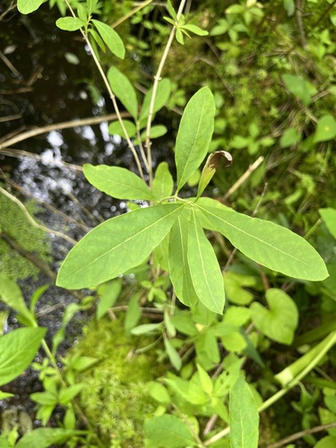 Lonicera oblongifolia, photograph 4
