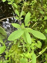 Lonicera oblongifolia, photograph author not stated, no rights reserved