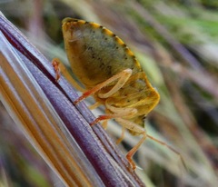 Holcostethus abbreviatus