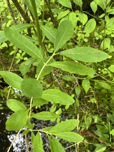 Lonicera oblongifolia, photograph 3