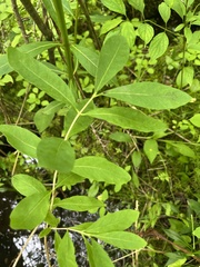 Lonicera oblongifolia, photograph author not stated, no rights reserved